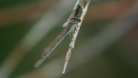 rear view of dragonfly in a natural environment