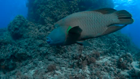 nadando en paralelo junto a un gran pez napoleón en el mar rojo, egipto