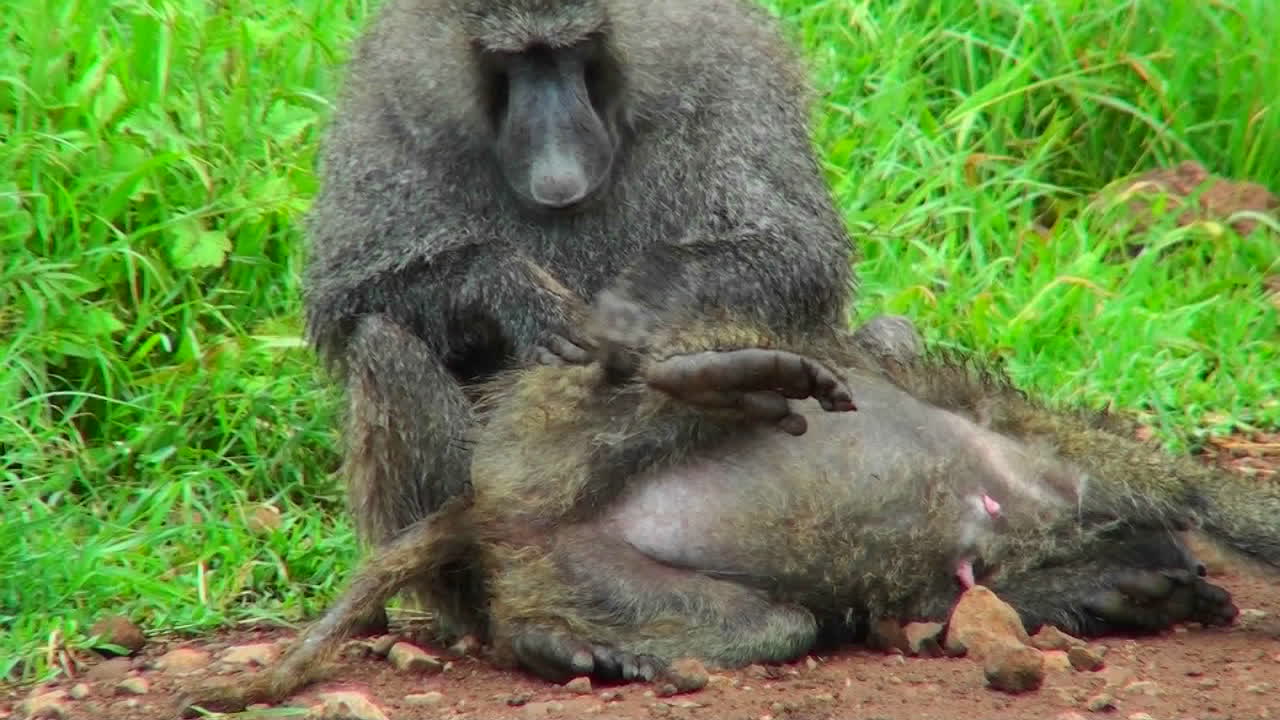 бабуин собирает блох и клещей со своего товарища во время этого ритуала груминга