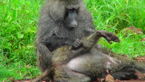 un babuino recoge pulgas y marca a su pareja en este ritual de acicalamiento