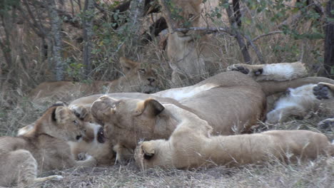 Lioness-plays-with-and-grooms-her-cubs-with-other-family-groups-nearby