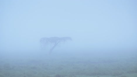 misty blue african acacia tree landscape in serengeti national park in tanzania in africa, thick fog and mist and trees in moody dark mysterious scenery, background with copy sapce
