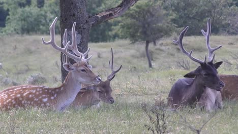 ruminant-deers-paying-attention-and-watch-into-the-camera