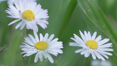 Nahaufnahme-Einer-Gruppe-Von-Weißen-Gänseblümchen,-Die-Unter-Grünem-Gras-Wachsen,-Helles,-Sonniges-Tageslicht