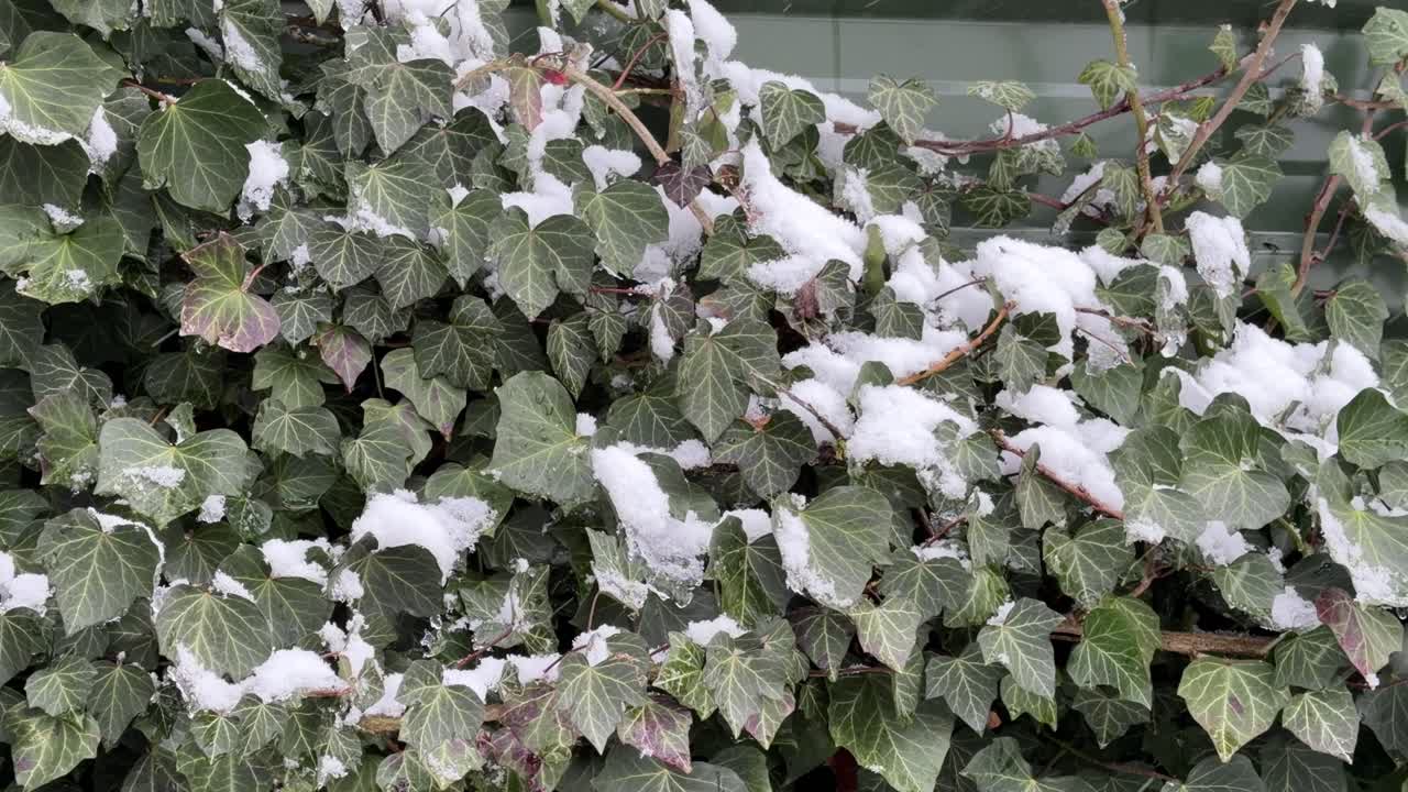 Snow-covered ivy leaves in winter: green nature under a white blanket of snow