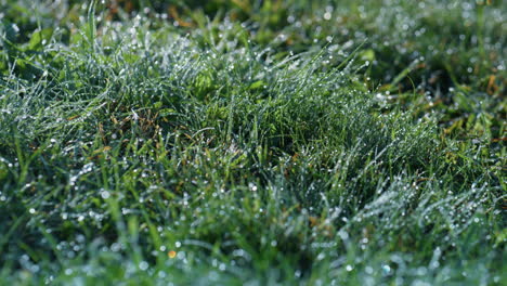 Morgentau-Grünes-Gras-Aus-Nächster-Nähe.-Wassertropfen-Liegen-Frisches-Grün-Im-Herbst.