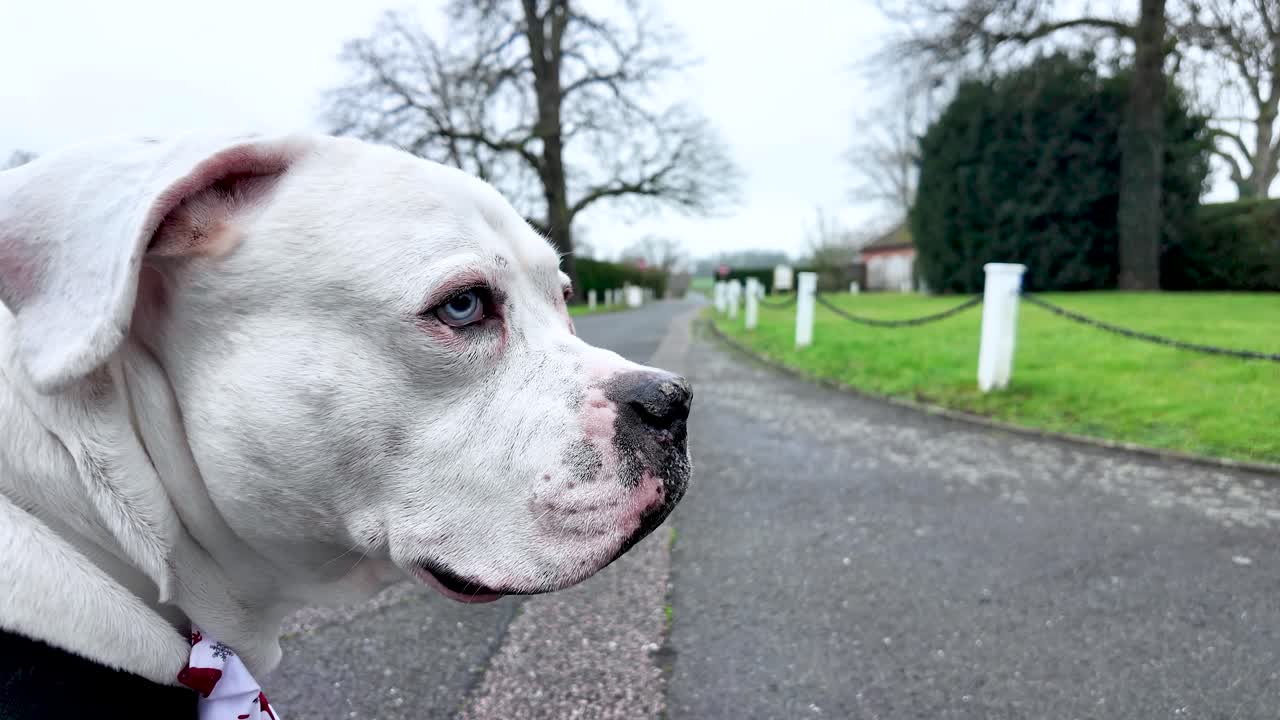Close Up Of White American Bulldog Standing In Driveway With Green Grass And Trees In Background On Overcast Day Dog Breed Portrait