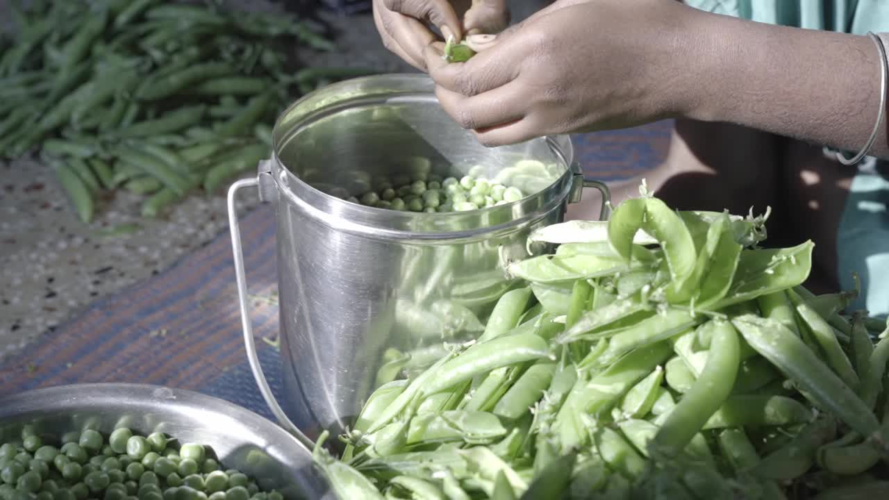 Closeup of hands shelling fresh green peas at an Indian household