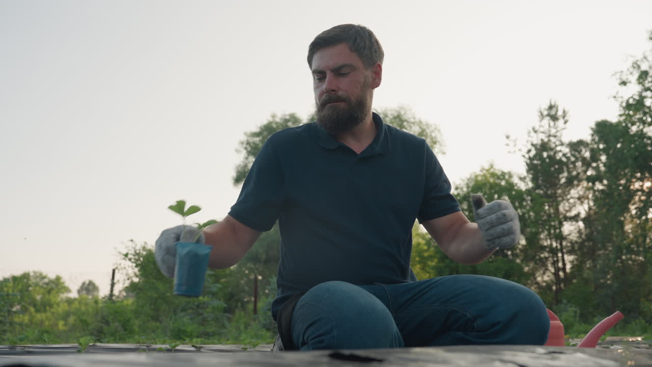 man seated on plastic mulch bed carefully lifts potted strawberry seedling from wooden crate observes root structure before transplant under soft morning light in lush green garden setting