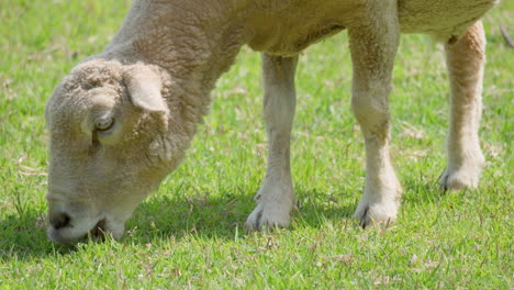 Wiltipoll-Sheep-Grazes-Green-Grass