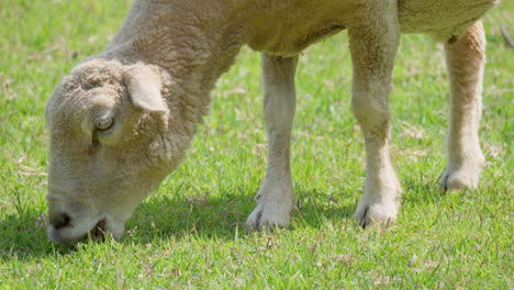 wiltipoll sheep grazes green grass