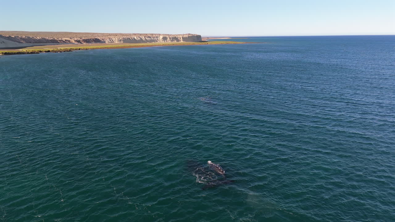 Aerial shot of whales swimming towards the coast in the crystal clear waters of the Argentinian Sea on a bright sunny day.