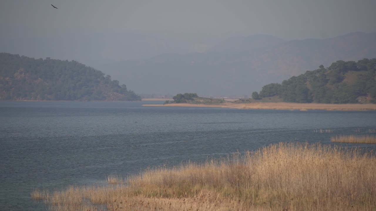 호수, 산, 갈대, 호수에서 수영하는 가마우지와 호수 위를 날아다니는 독수리