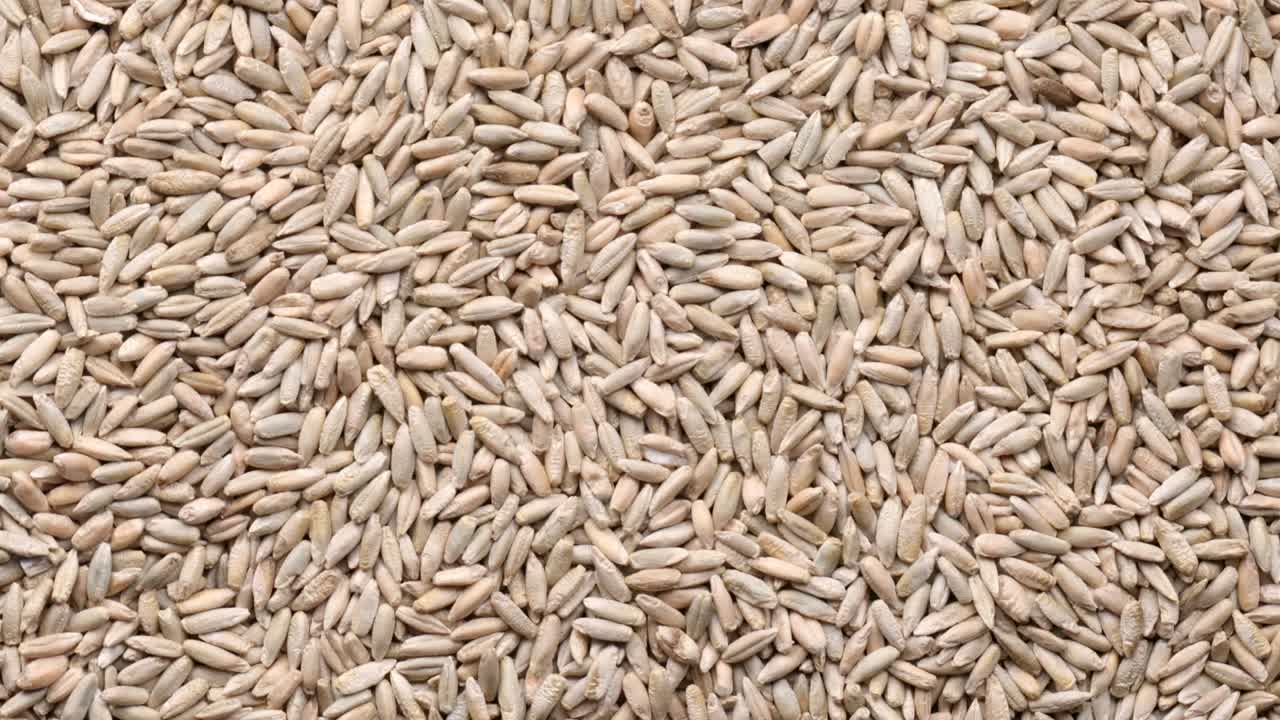 원시 라이 씨의 회전 어리