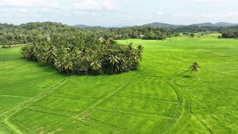 stunning aerial drone footage of sri lanka's lush paddy fields