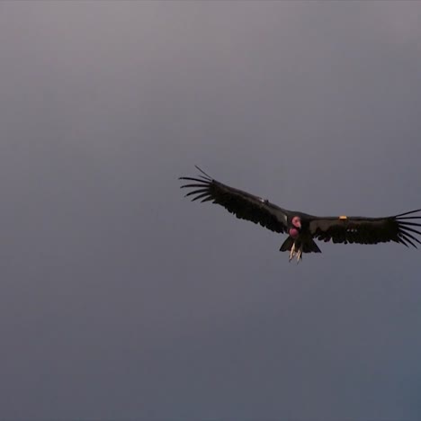 A-Condor-Soars-Over-Grand-Canyon-National-Park-2