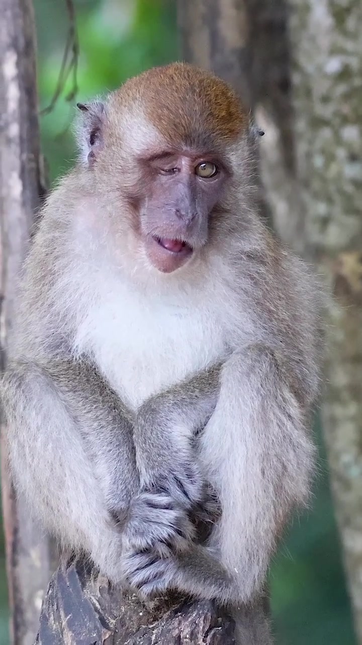 A centered vertical shot of a monkey sitting on a branch, looking around with curiosity.