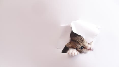 tabby kitten with white paws on a white background