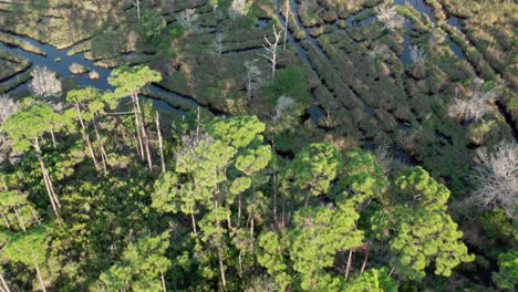 vuelo aéreo sobre las aguas de pantanos y pantanos en un área de bosque denso de florida