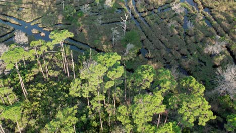 aerial flight over marsh and swamp waters in a heavy dense forest area of florida