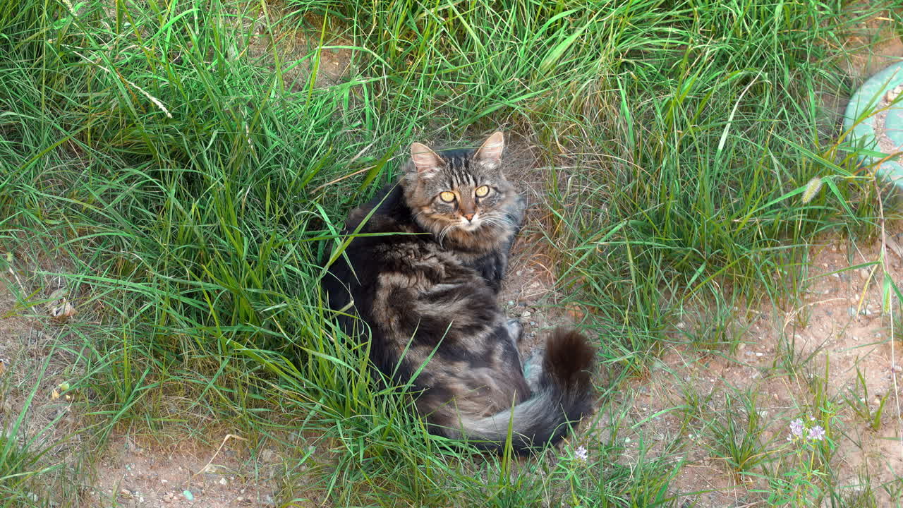 Brown cat resting in the grass