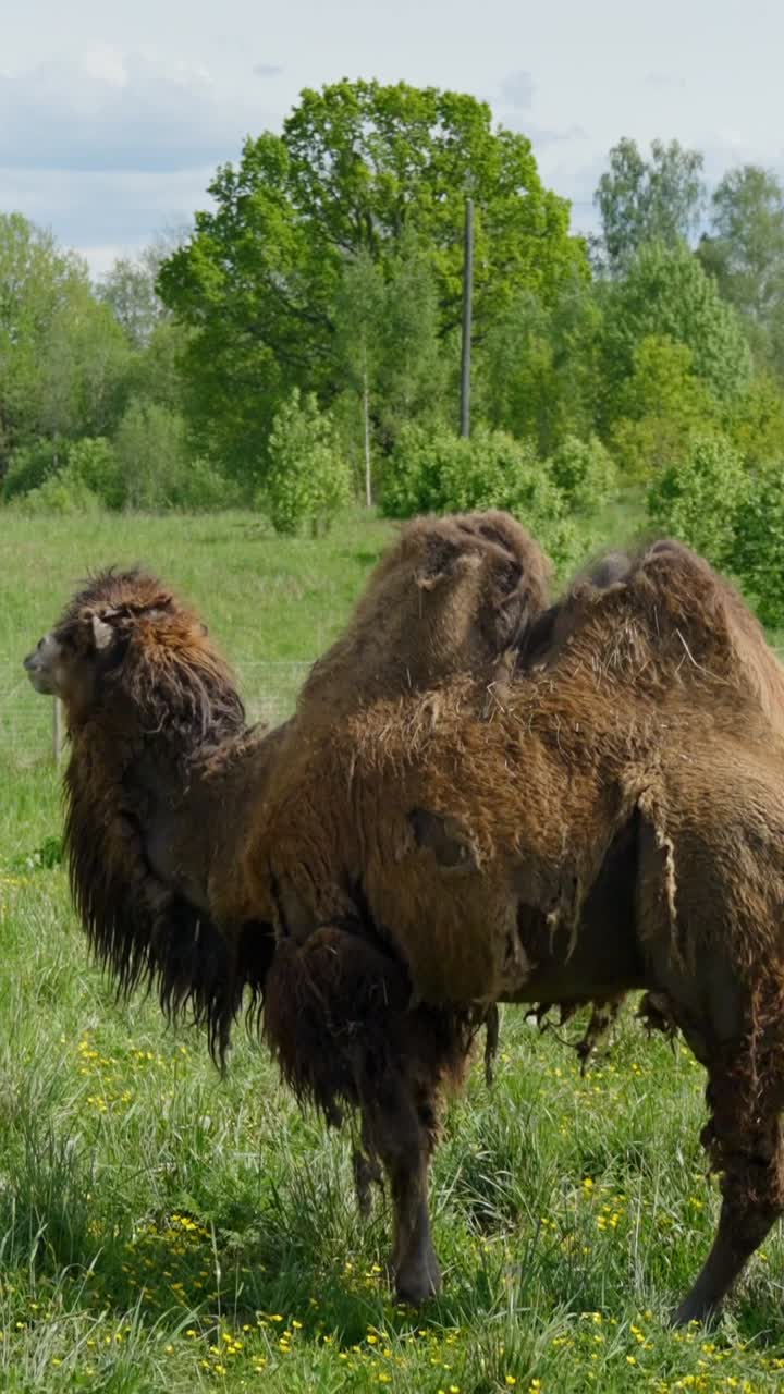 Camelus Bactrianus: Powerful Camel with Shaggy Coat in Sunny Field