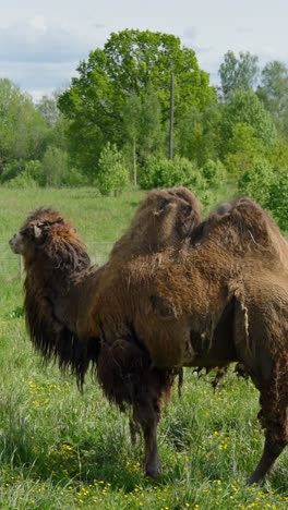 camelus bactrianus: powerful camel with shaggy coat in sunny field