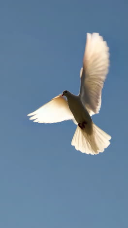white dove soaring in a bright blue sky