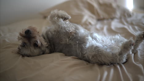 cute grey schnauzer dog lying belly up on a bed with beige sheets yawning having a good time