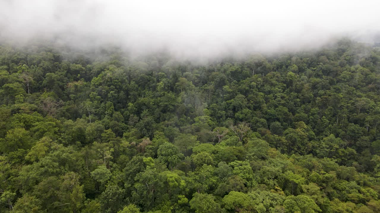 toma aérea volando sobre un dosel primario de selva tropical