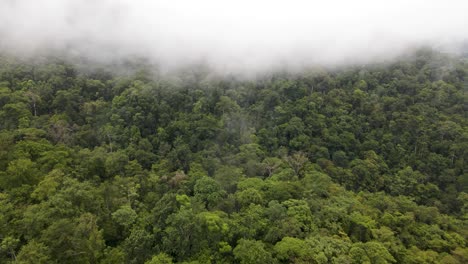 Toma-Aérea-Volando-Sobre-Un-Dosel-Primario-De-Selva-Tropical