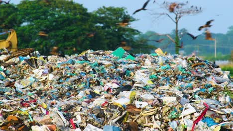 enormes bandadas de pájaros rodean las pilas de basura en un vertedero en bangladesh