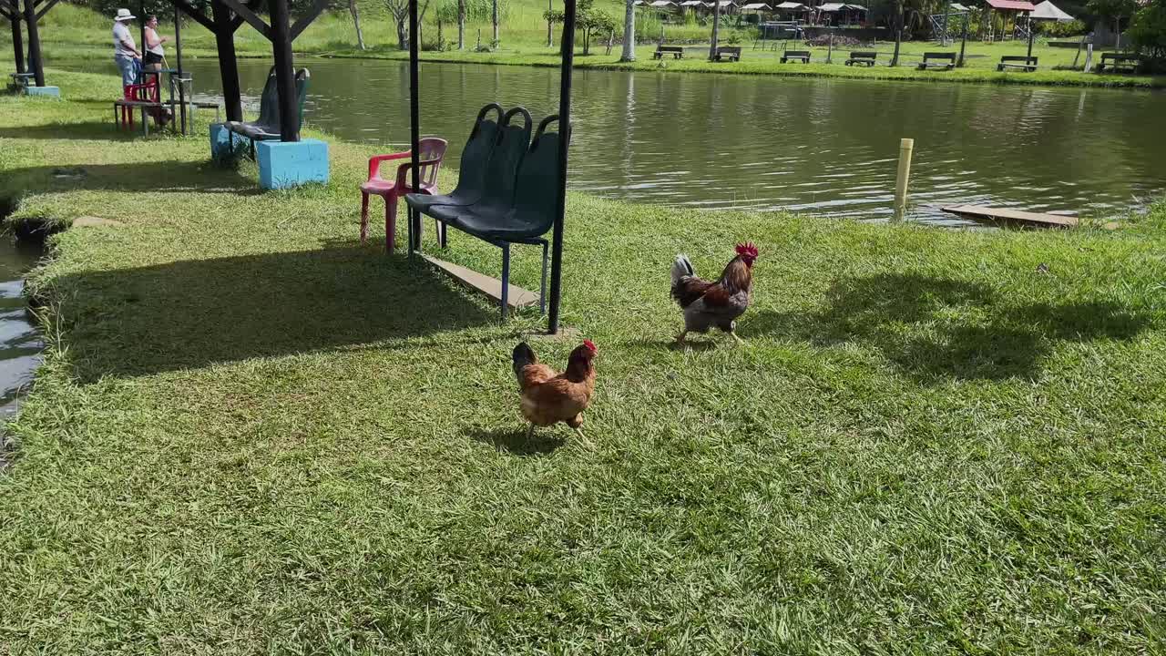 Rooster and hen grazing near fishing lake