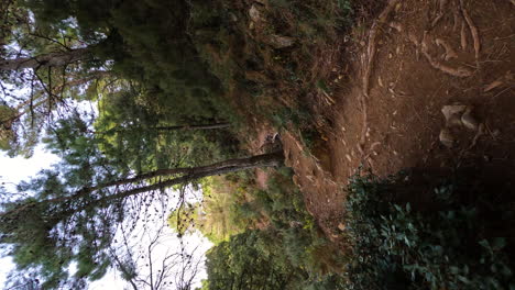 4k-Vertical-moving-shot-of-a-hiker-walking-on-a-rocky-path-through-dense-woods-outside-Marbella,-Spain