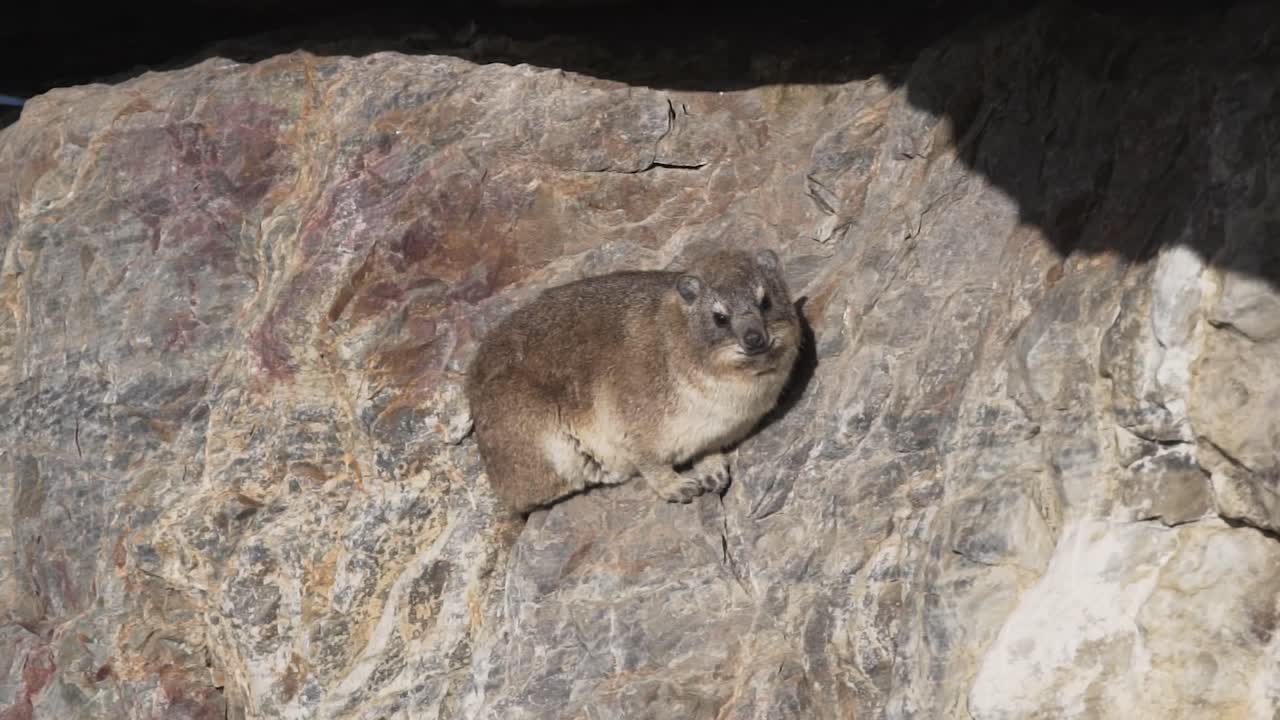 남아프리카의 바위에 쉬고 있는 바위 너구리
