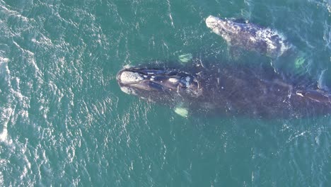 weggezogene aufnahme zeigt eine mutter und ein kälbchen rechter wale, die im atlantik schwimmen