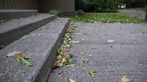 track of freshly fallen leaves rustling across a cement patio