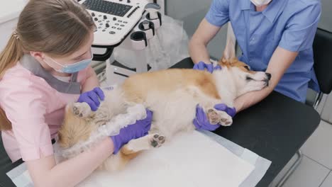 veterinarian team examines the corgi dog using ultrasound