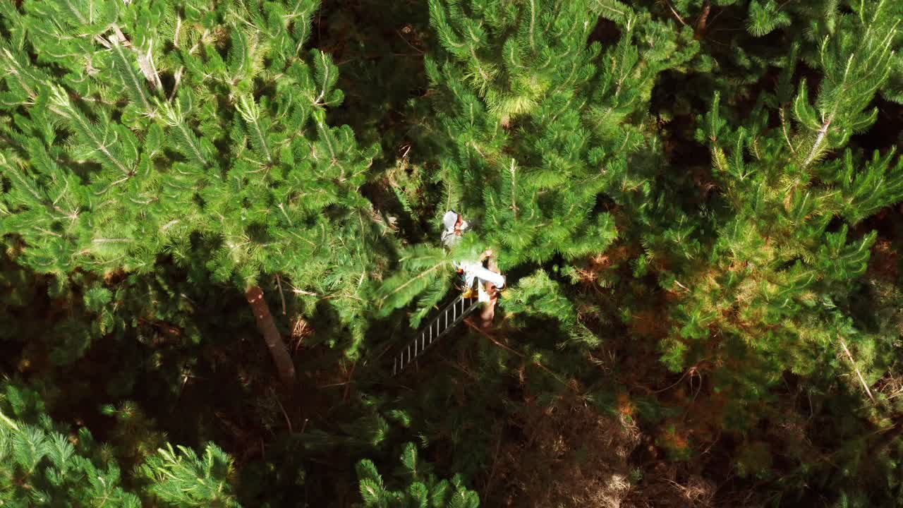 Pruner standing on ladder removing lower branches from young pine trees