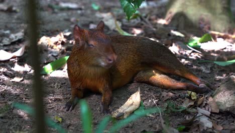 close up shot of an azara's agouti, dasyprocta azarae resting and falling asleep on the forest ground in the afternoon under the shade with beautiful sunlight passing through the foliages