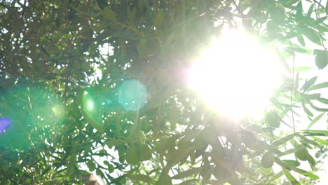 el rayo de sol que viene a través de las ramas verdes del olivo