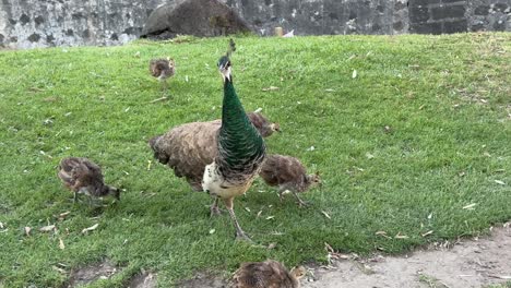 Peacocks-Deambulando-Con-Las-Pavas-Reales