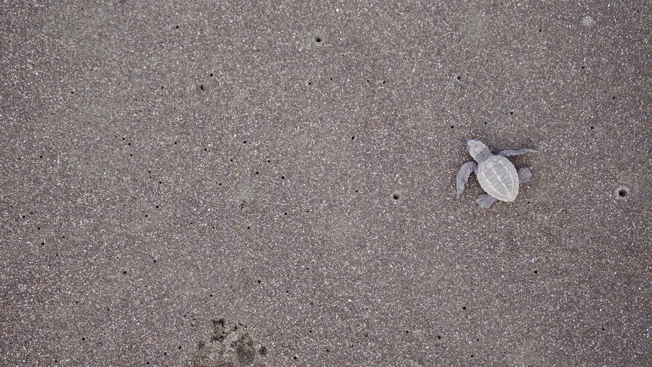 Olive ridley sea turtle, Lepidochelys olivacea, is heading towards the water at the nesting beach of Ostional Wildlife Refuge, Guanacaste, Costa Rica
