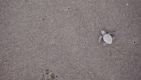 Tortuga-Golfina,-Lepidochelys-Olivacea,-Se-Dirige-Hacia-El-Agua-En-La-Playa-De-Anidación-Del-Refugio-De-Vida-Silvestre-Ostional,-Guanacaste,-Costa-Rica