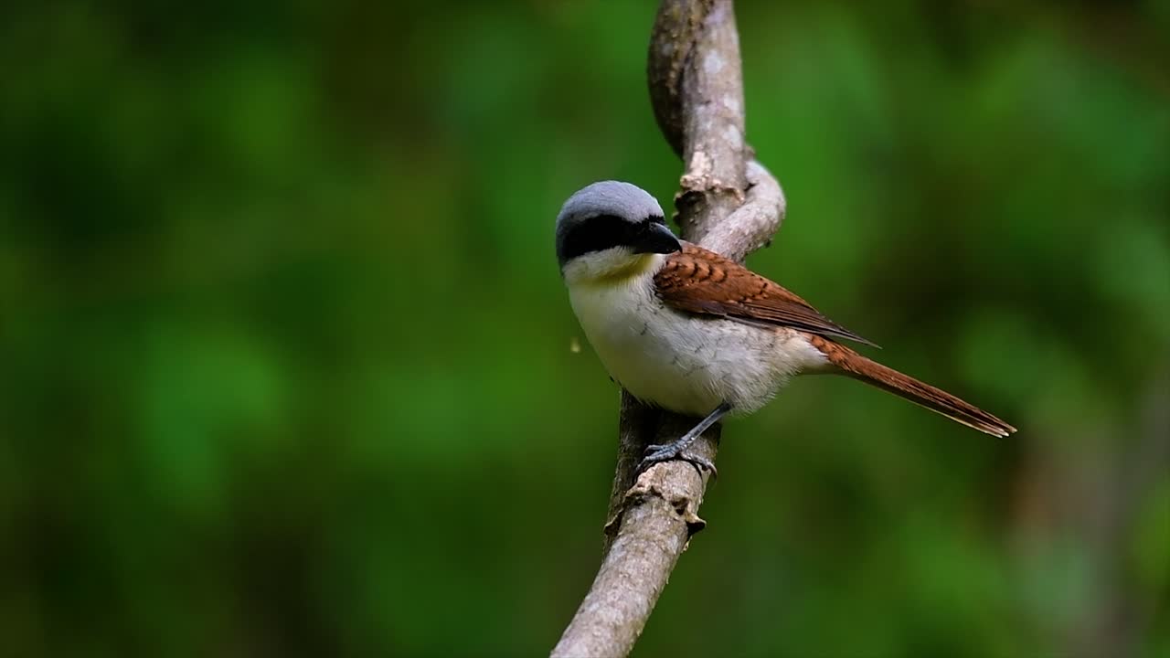 el alcaudón tigre obtuvo su nombre por el patrón de tigre en sus plumas, ya que también es un depredador de un ave que se alimenta de insectos, mamíferos muy pequeños e incluso aves de su tamaño.