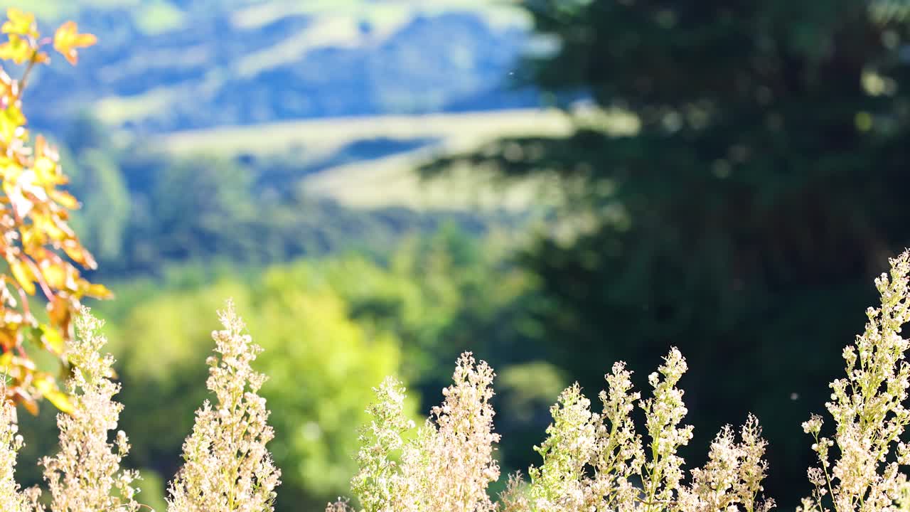 Vibrant foliage and distant hills under bright sunlight create a tranquil scene in Akaroa, captured with smooth camera movement