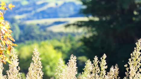 vibrant foliage and distant hills under bright sunlight create a tranquil scene in akaroa, captured with smooth camera movement