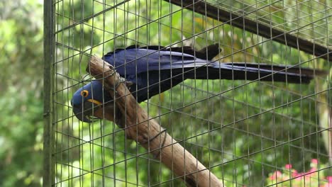 toma amplia, un loro de color azul posado en una jaula de pájaros