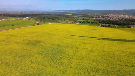 aerial images with drone of a rapeseed field in llagostera gerona costa brava spain zenith shots fluid movements european crops bike rides