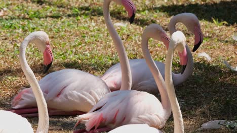 heads up while on the ground as two individuals play around swinging their heads together, greater flamingo phoenicopterus roseus, india